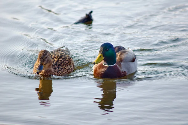 Een paar van mallard eenden — Stockfoto