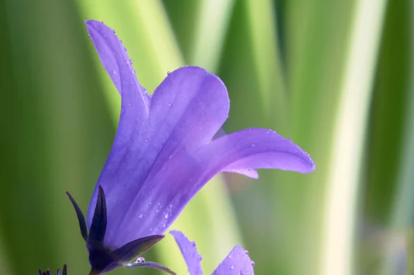 Flores roxas Campanula — Fotografia de Stock