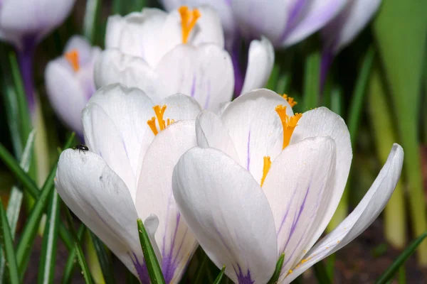 Κρόκος λευκό Ανοιξιάτικα λουλούδια — Φωτογραφία Αρχείου