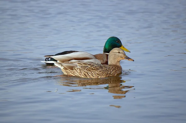 A pair of mallard ducks — Stock Photo, Image