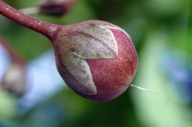 Çörek Siklamen persicum
