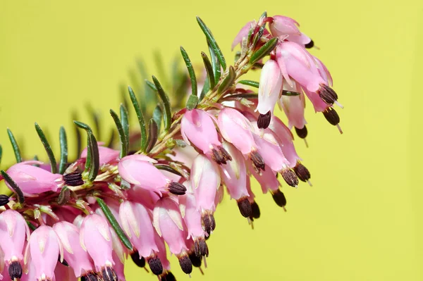 Close up de flores de urze roxo — Fotografia de Stock