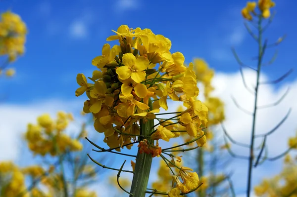 Yellow flower of rape — Stock Photo, Image