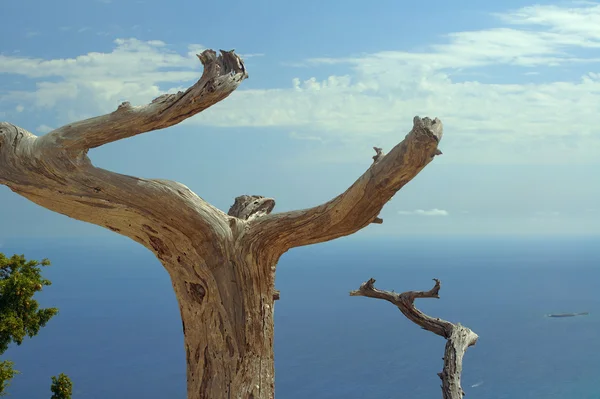 海岸の乾燥した木 — ストック写真