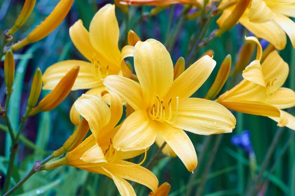 Žlutá lilie květ i — Stock fotografie
