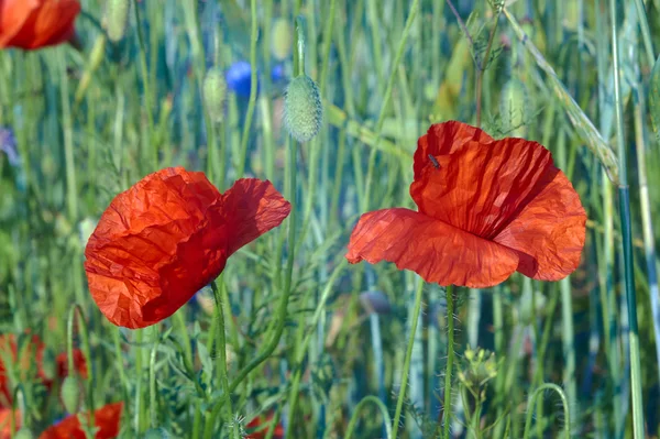 Red poppies growing in crops — Stock Photo, Image