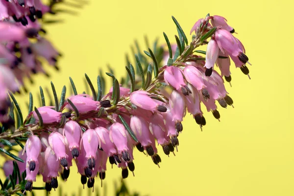 Heather flowers — Stock Photo, Image