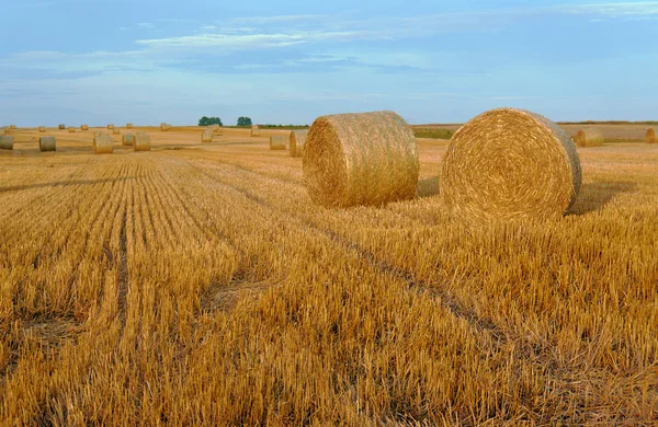 Stubble dopo il raccolto , — Foto Stock