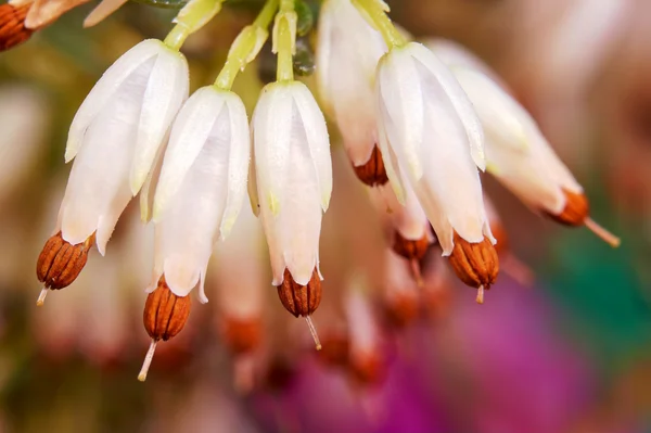 Fioletowy kwiat wrzosu — Zdjęcie stockowe