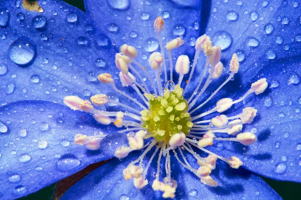 Leberblümchen — Stockfoto