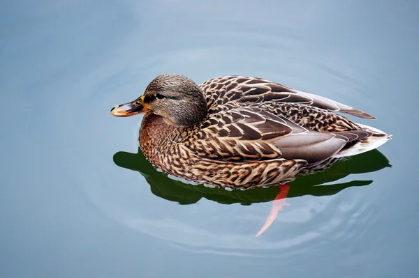 Um pato-reais fêmea — Fotografia de Stock