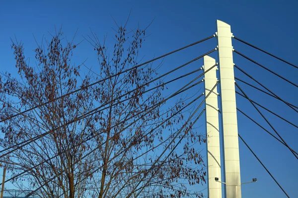 Pylons de ponte e galhos de árvores — Fotografia de Stock