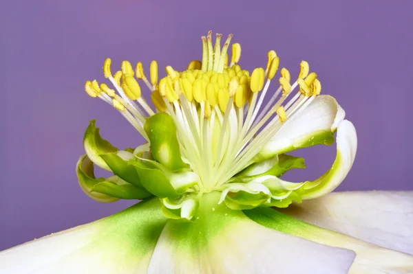 Hélébore des fleurs — Photo