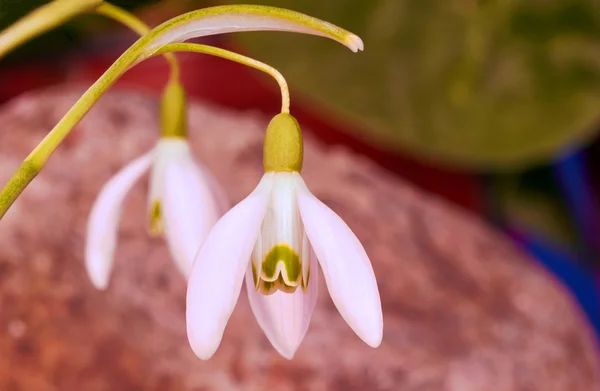 Flor gota de neve comum — Fotografia de Stock