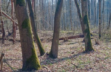 Yaprak döken orman ağaçları bahar