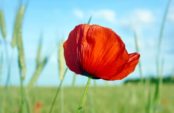 Red poppy field in the summer — Stock Photo, Image