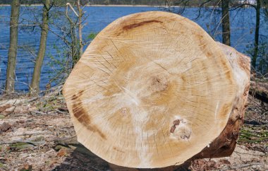 Gölde bir ağacın gövde kesme