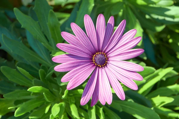 Flor de osteospermum na ilha de Corfu — Fotografia de Stock