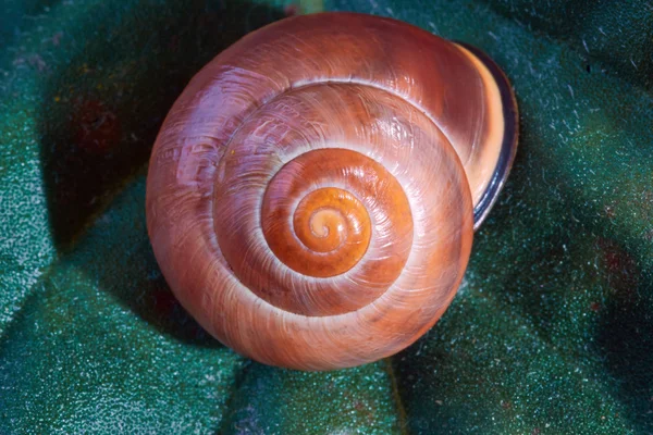 Caracol de concha em uma folha — Fotografia de Stock