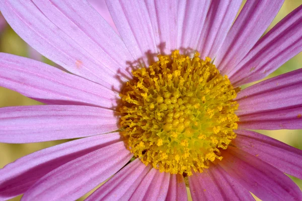 Detail der Osteospermum-Blüte — Stockfoto