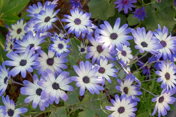 Grupa senetti kwiaty w ogrodzie — Zdjęcie stockowe