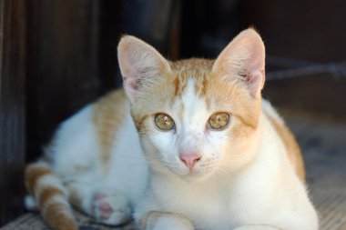 Young European ginger cat