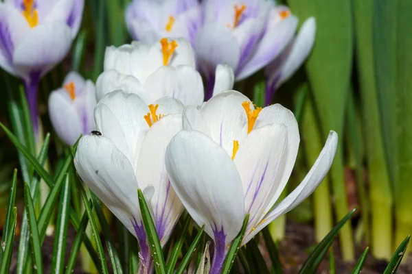 White spring crocus flowers — Stock Photo, Image