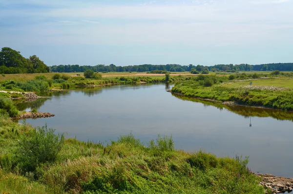 Łąka na rzece Warta w lecie — Zdjęcie stockowe