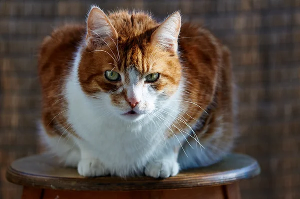 Porträtt av en vuxen vit-röd-haired Europeiska katt — Stockfoto