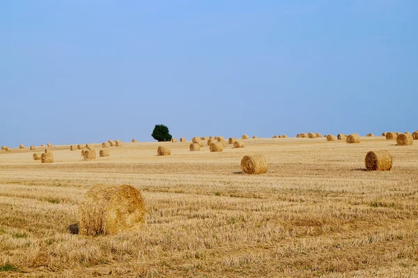 Paisaje rural con grandes fardos redondos después de la cosecha —  Fotos de Stock