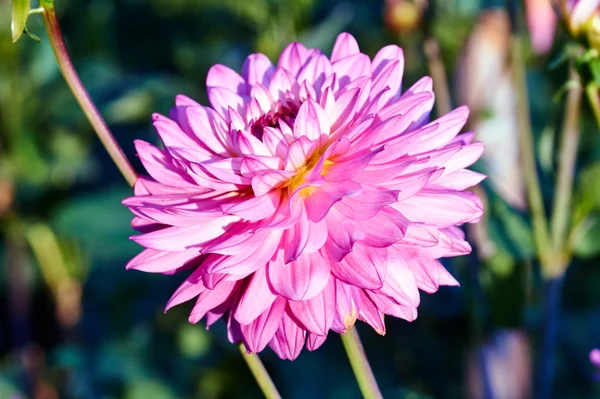 Далия - красивый розовый цветок — стоковое фото