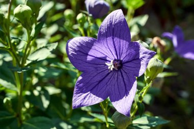 Yazın Polonya 'da bir bahçede çiçek açan mor, süs çiçeğinin ayrıntıları.