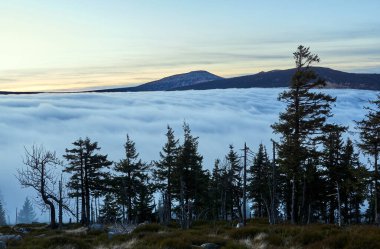 Karkonosze Dağları 'ndaki bulutların üstündeki kozalaklı orman, Polonya