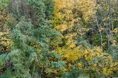 Yoğun, yaprak döken bir orman Sonbaharda güneşli bir günde, Polonya