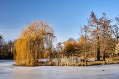 Donmuş göl ve yaprak döken ağaçlar güneşli bir günde bir parkta, Polonya