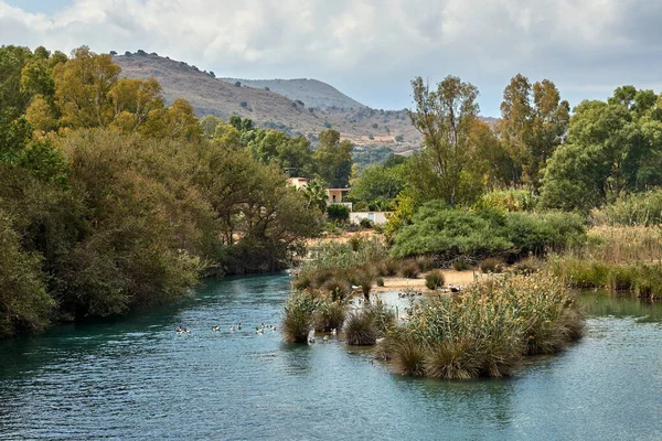 Yunanistan 'ın Girit adasındaki Georgioupoli' de nehir boyunca çalılıklar ve sazlıklar ve ördekler