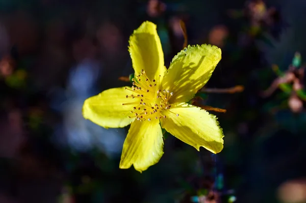 En gul blomma på en äng — Stockfoto