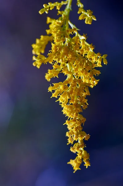 草地上的黄花 — 图库照片