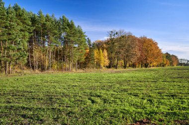Güneşli bir sonbahar gününde, açık ve yoğun bir orman, Polonya