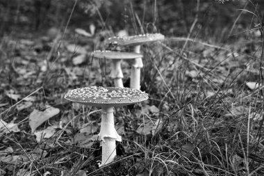 Polonya 'da sonbahar aylarında orman çalıları arasında mantar mantarlarının kapatılması