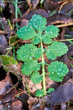 Polonya 'da sonbahar aylarında yaprağın üzerindeki yağmur damlalarının yakın çekimi