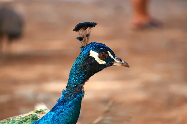 Close up of peacock head — Stock Photo, Image