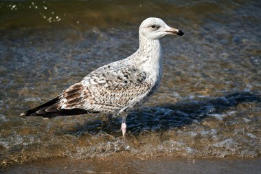 Polonya 'nın Wolin adasındaki kumlu bir sahilde, ahşap bir dalgakıranda oturan martılar.