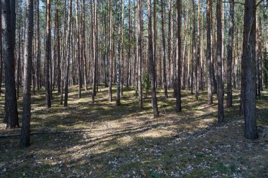 Yoğun çam ormanı güneşli bir yaz gününde, Polonya