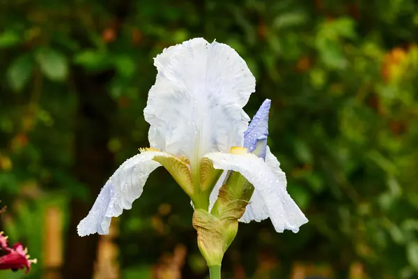 Paarse bloem iris — Stockfoto