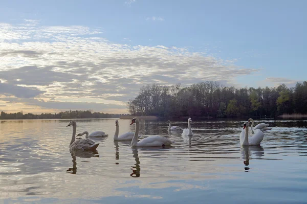 Göle ve kuğular gün batımında — Stok fotoğraf
