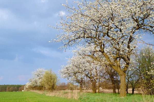 Feldweg und blühende Bäume — Stockfoto