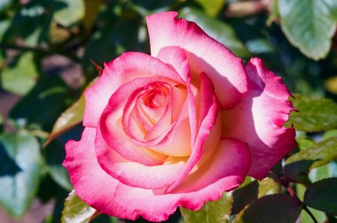 Yaz aylarında kırmızı çiçek gül