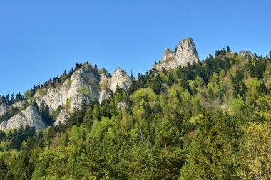 Bahar ayında, Polonya 'daki Pieniny Dağları' ndaki bir ormanın üzerindeki beyaz kireçtaşı kayaları.