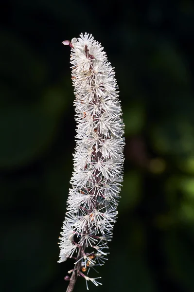 Witte bloemen bistort — Stockfoto